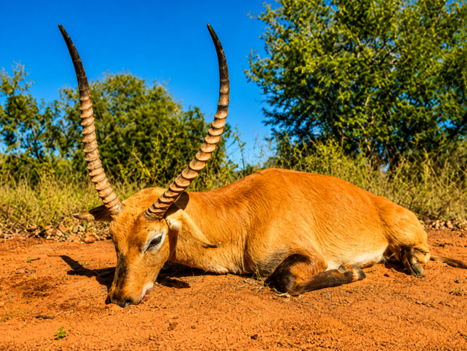 African plains game hunting trophy