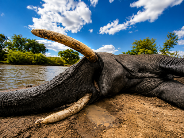 African safari hunting memory