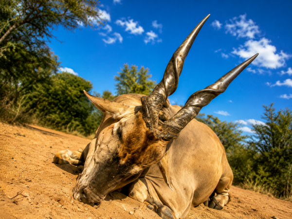 African safari hunting memory