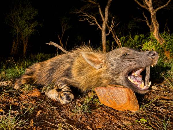 African safari hunting memory