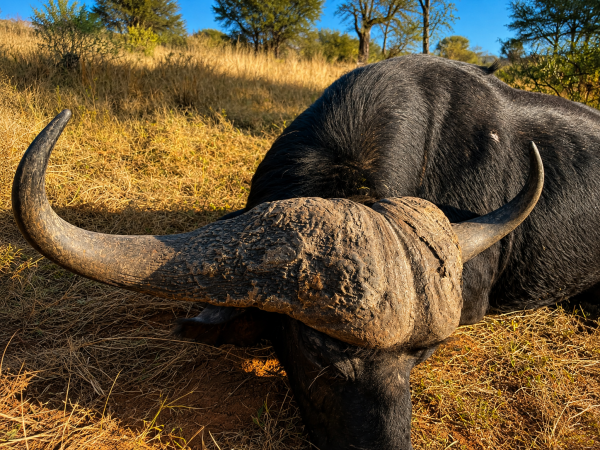 African safari hunting memory
