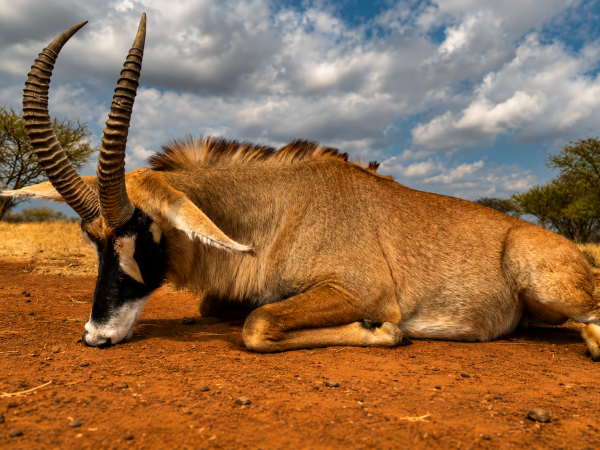 African safari hunting memory